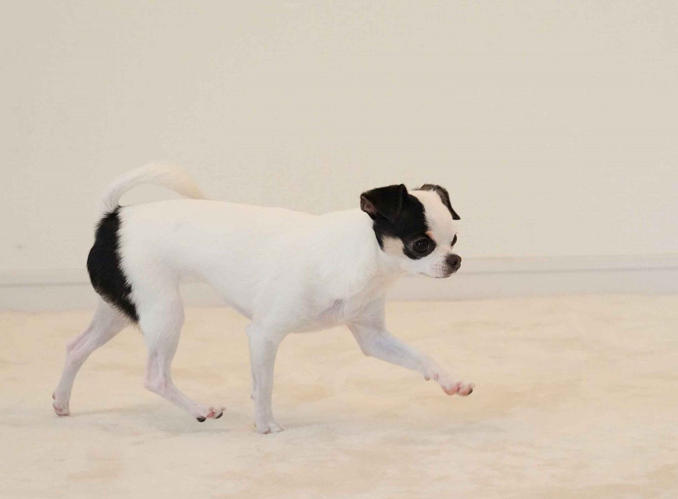 犬も仮病を使う 足裏しか汗をかかないのは迷子にならないため 犬のオドロキの生態 いぬのきもちweb Magazine 犬も仮病を使う 足裏しか汗をかかないのは迷子にならないため 犬のオドロキの生態 いぬのきもちweb Magazine