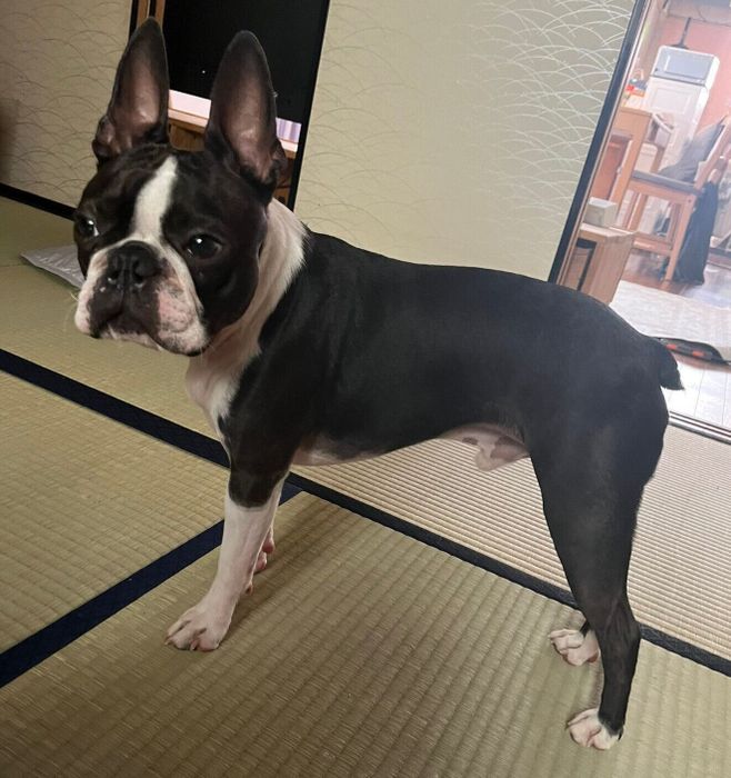 成長したぼのくん