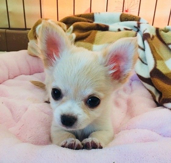 かわいらしいチワワ