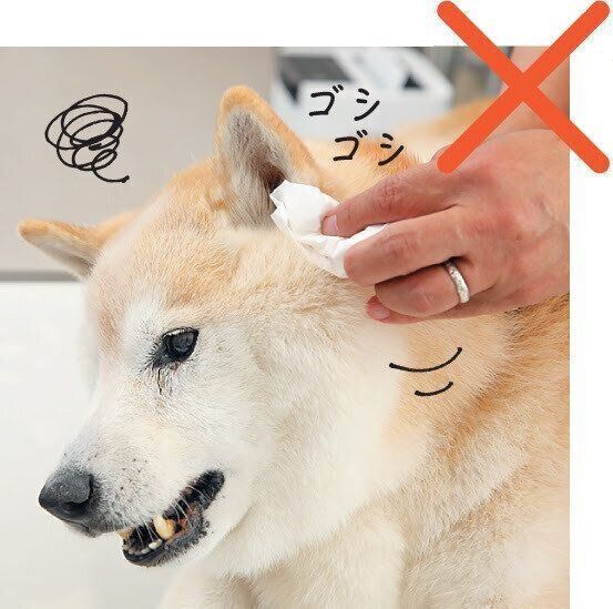 犬の耳掃除に乾いたティッシュもNG