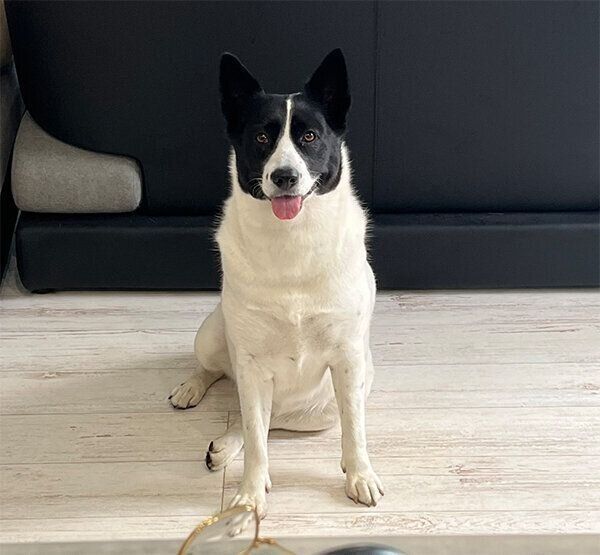 見つめるちっぷちゃん