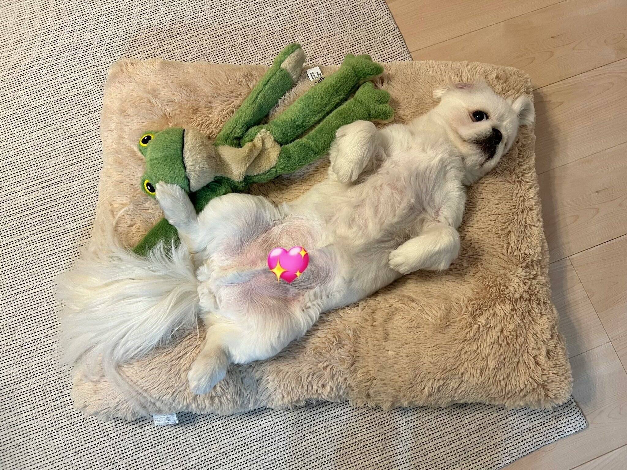 【♥︎】生活を彩るかわいい子犬とウサギのペンダント 🐾 夏用に新しいベット購入したんだけど ちょっとサイズ