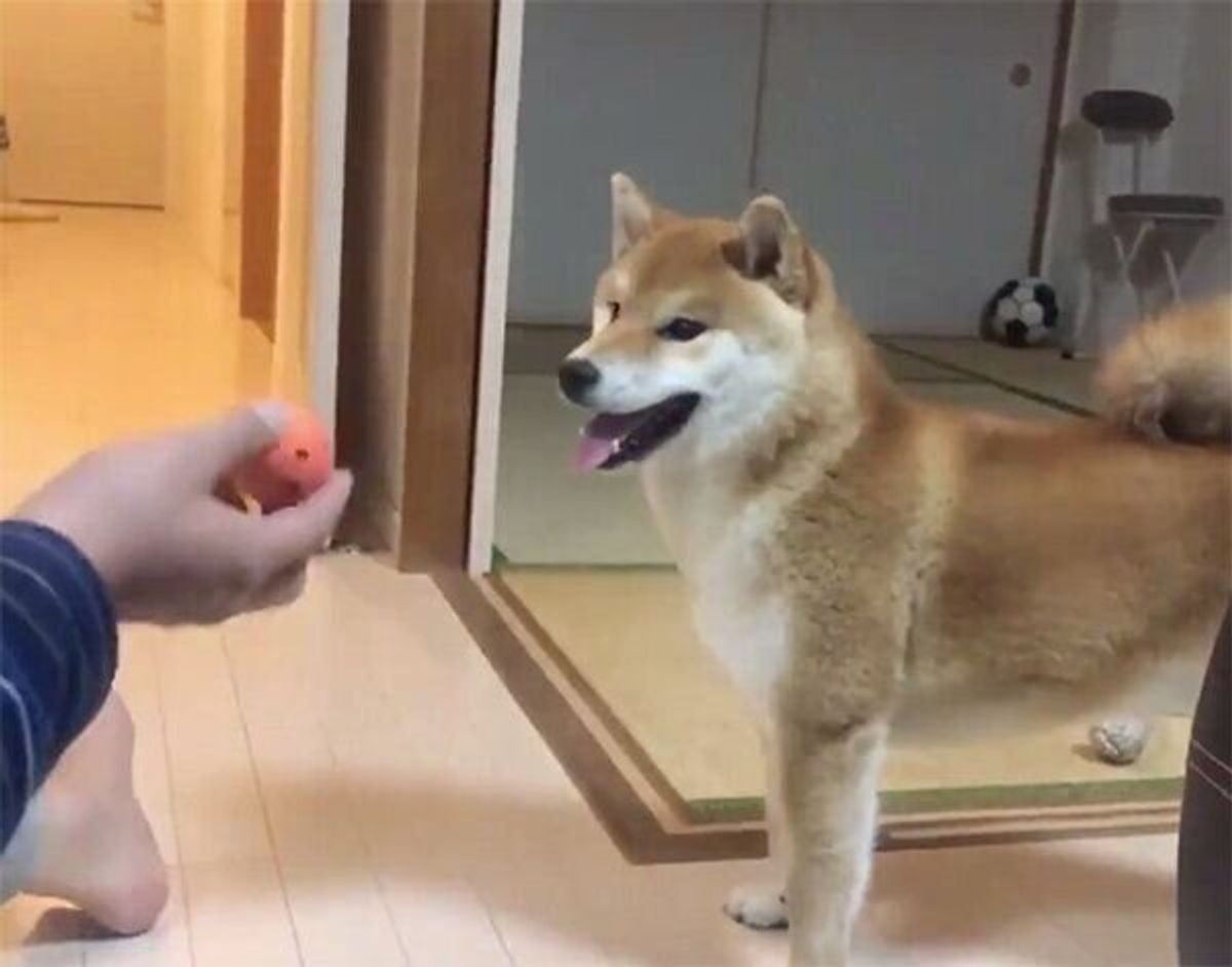 なんて純粋なの 飼い主の手品を真剣に見る柴犬の リアクション に思わず感動 いぬのきもちweb Magazine なんて純粋なの 飼い主の手品を真剣に見る柴犬の リアクション に思わず感動 いぬのきもちweb Magazine