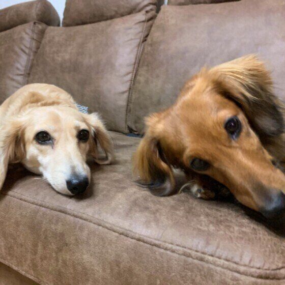 くつろぐミニチュア・ダックスフンド