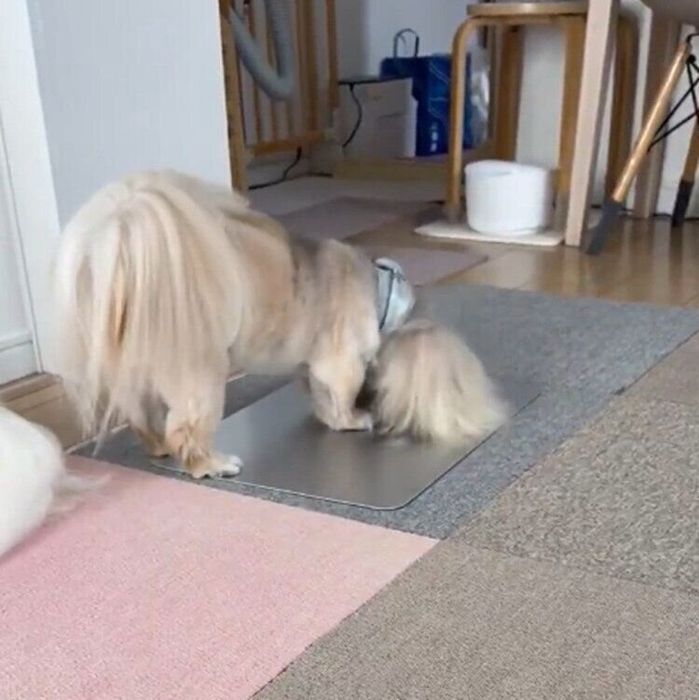 寝床を整えるさすけくん