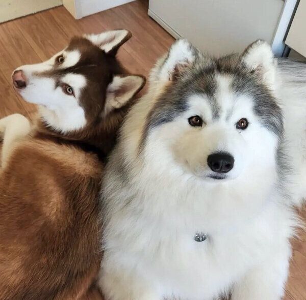 おやつを待つバンデくん、グーテくん