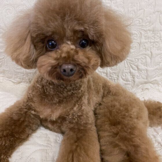 「おしりがかゆいの？ 」犬のおしり歩きが小型犬に多いといわれる理由 いぬのきもち