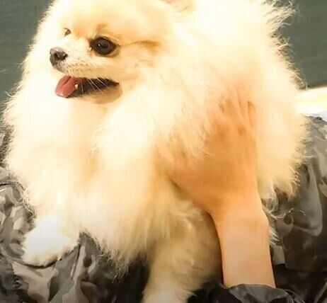 ポメラニアン　モチちゃん