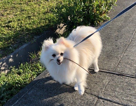 ポメラニアンのハッピーちゃん
