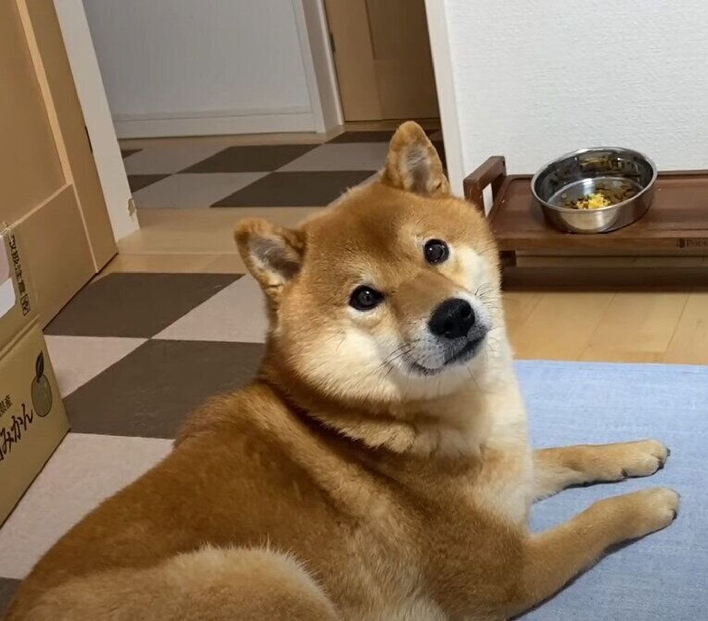 後で食べるから 食欲はないけど妹犬からゴハンを守るお兄ちゃん柴犬 いぬのきもちweb Magazine 後で食べるから 食欲はないけど妹犬からゴハンを守るお兄ちゃん柴犬 いぬのきもちweb Magazine
