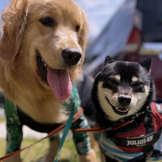 仲良しの2ワン