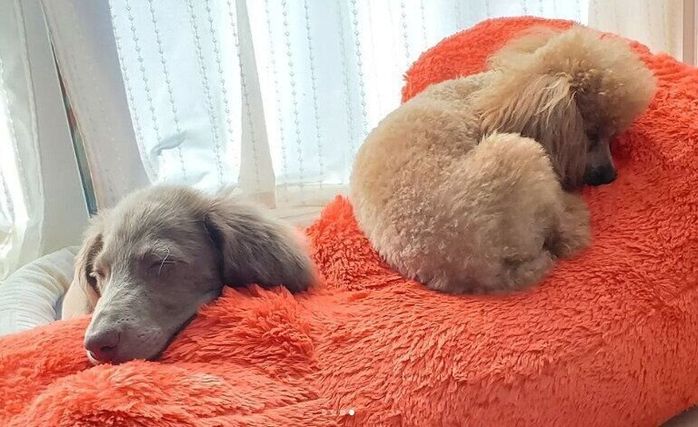 シェリちゃん(写真右)の近くにはいつもエマちゃん(写真左)