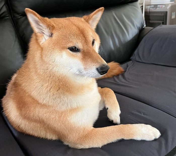 ソファでくつろぐろんくん