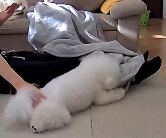 飼い主さんの足元に寄り添うエマくん