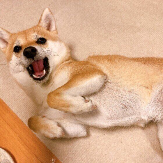 柴の心毬ちゃんのヘソ天