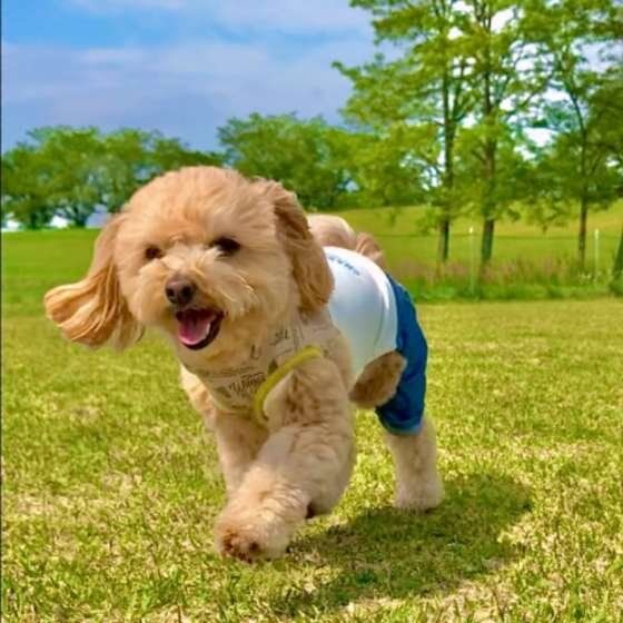 芝生の上を散歩する犬