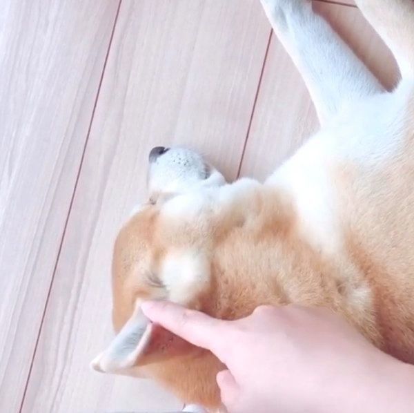 くつろぐHaluくん