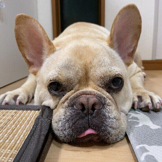 見つめるフレンチ・ブルドッグ