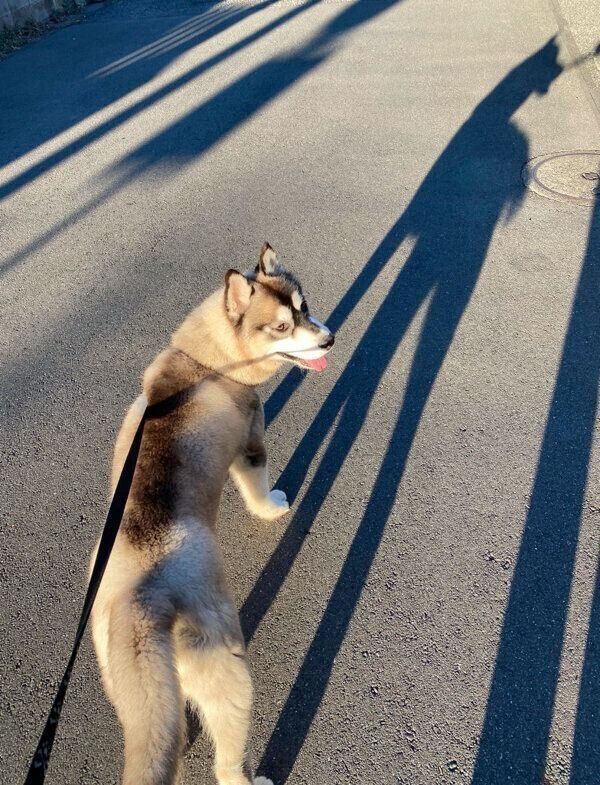 散歩を楽しむウルリくん