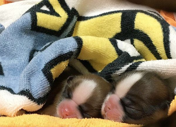 シー・ズーの子犬