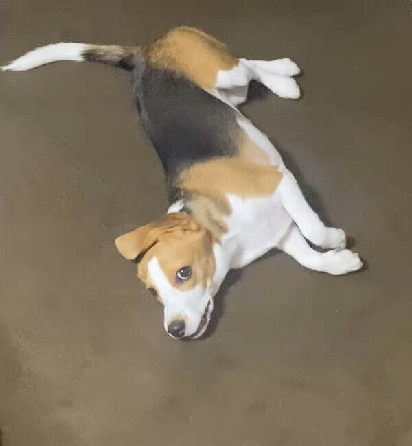 ご家族のことが大好きなルルちゃん