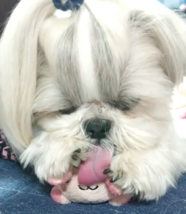 おもちゃで遊ぶシー・ズー