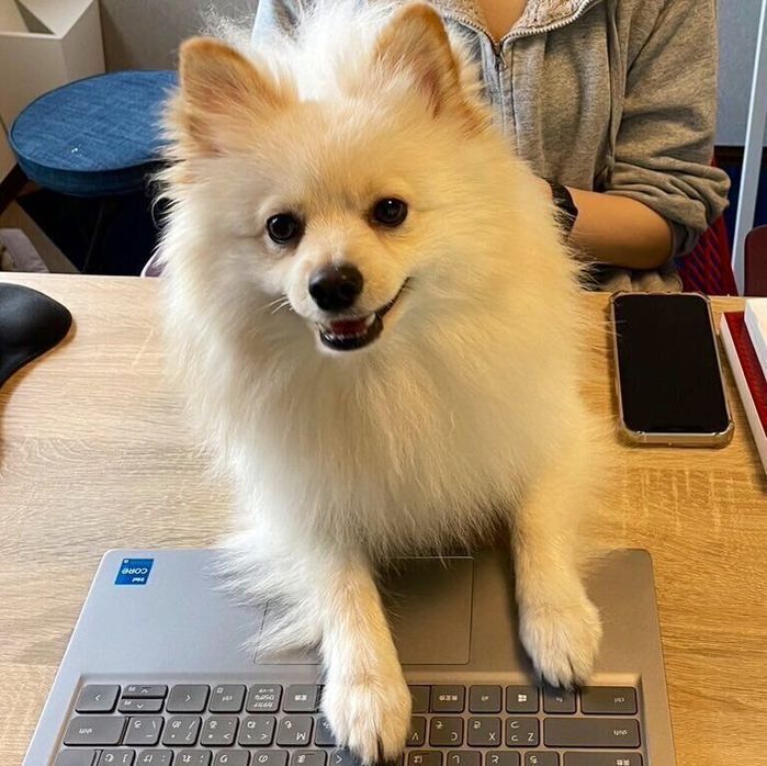 別の日、パソコンに前足を置くルアンくん