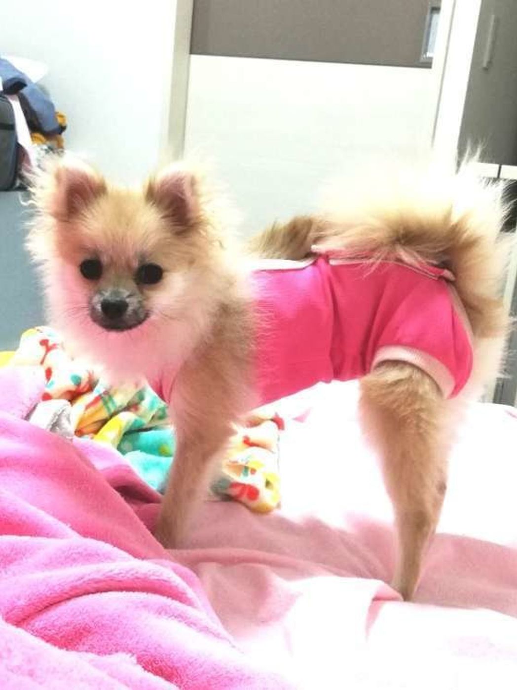 メス犬の避妊手術の相場 知っておきたい補助金についても いぬのきもちweb Magazine メス犬の避妊手術の相場 知っておきたい補助金についても いぬのきもちweb Magazine