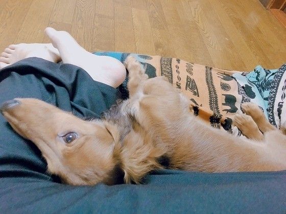 寄り添うミニチュア・ダックスフンド