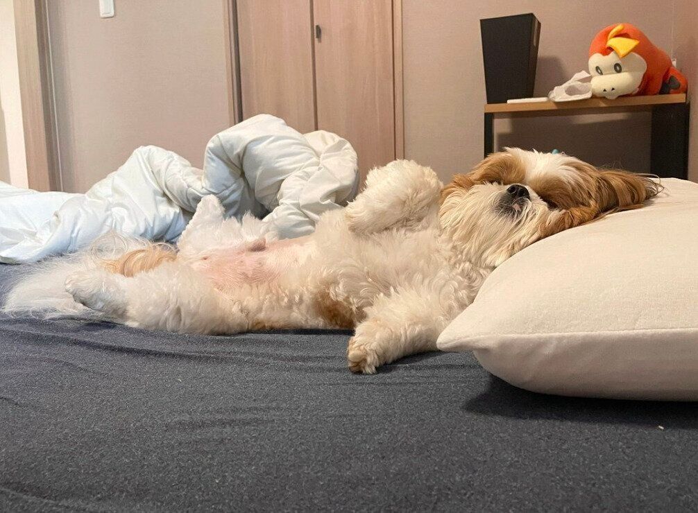 パパさんの枕で眠るぽこくん。