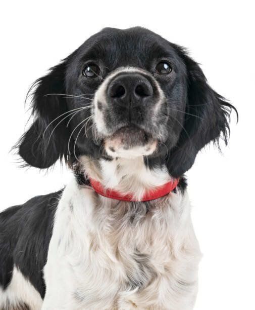 ブリタニー・スパニエル