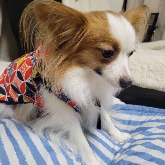 はんてんを着るパピヨンのそらくん