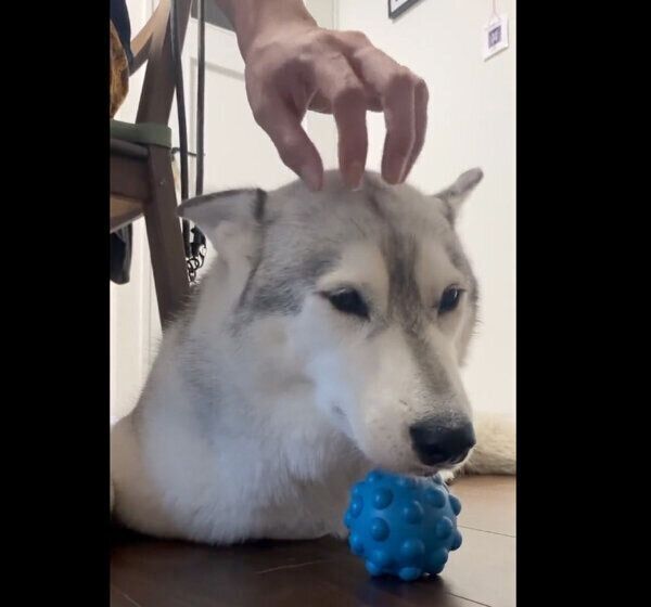 「頭トントン」が好きな百福ちゃん