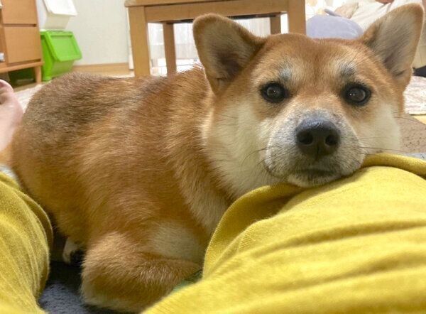 くつろぐねぎちゃん