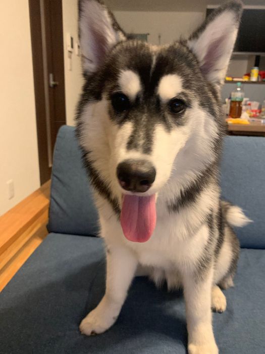 生後6カ月のころに撮影したリュックちゃん