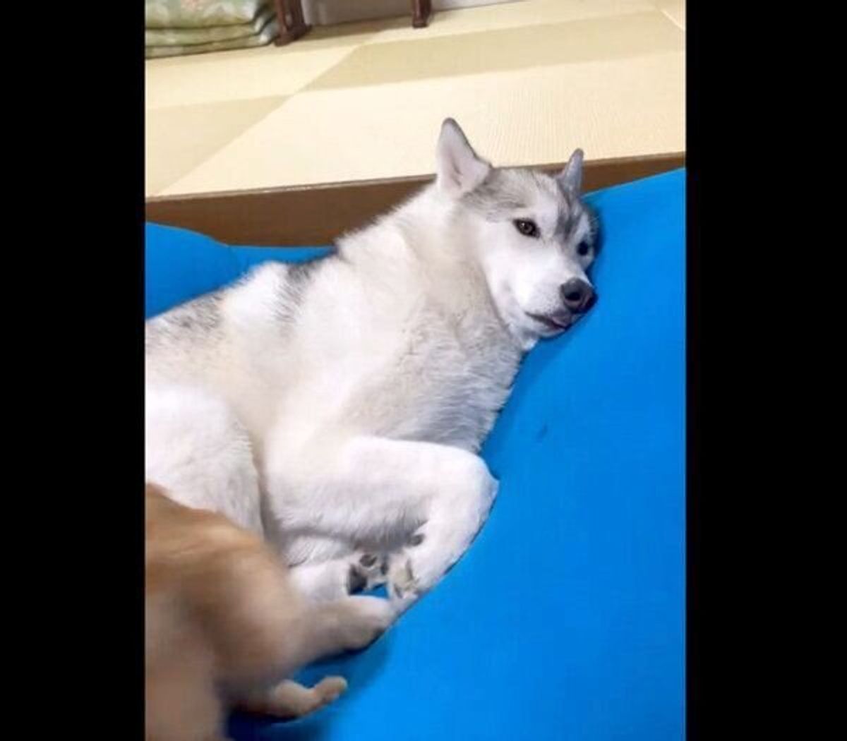 みんなで熟睡していたら 突然物音が 犬と猫の 反応の差 に笑っちゃう いぬのきもちweb Magazine みんなで熟睡していたら 突然物音が 犬と猫の 反応の差 に笑っちゃう いぬのきもちweb Magazine