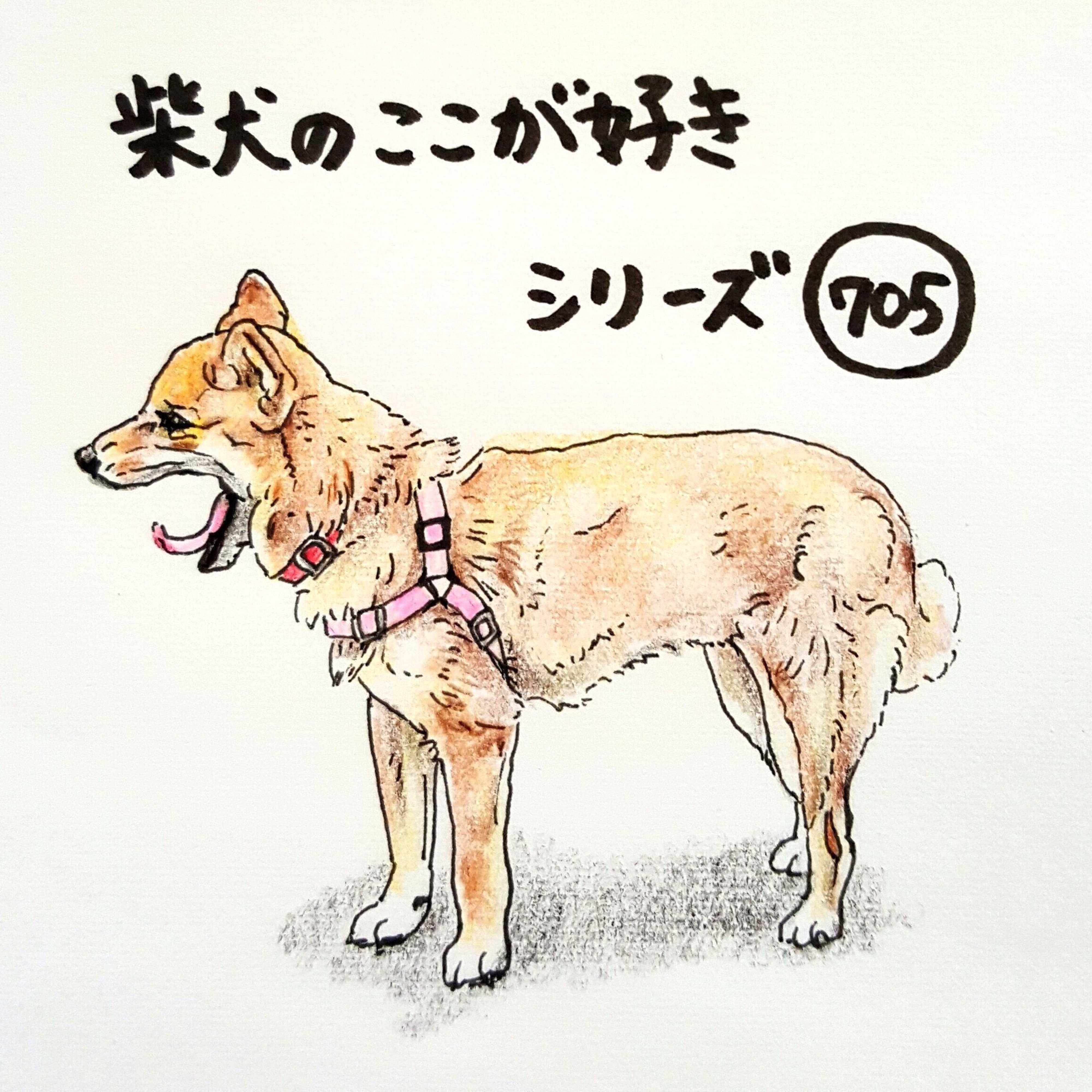 柴犬あるある あごが外れそうなくらい あくびが大きいところ 連載 ここ掘れここ柴 Vol 105 いぬのきもちweb Magazine 柴犬あるある あごが外れそうなくらい あくびが大きいところ 連載 ここ掘れここ柴 Vol 105 いぬのきもちweb Magazine