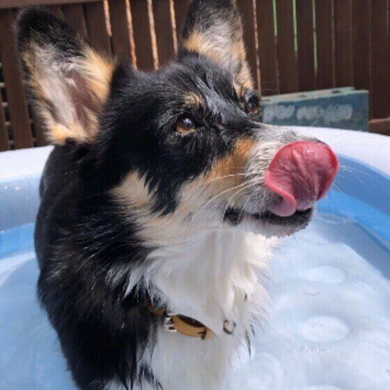 プールで泳ぐ犬