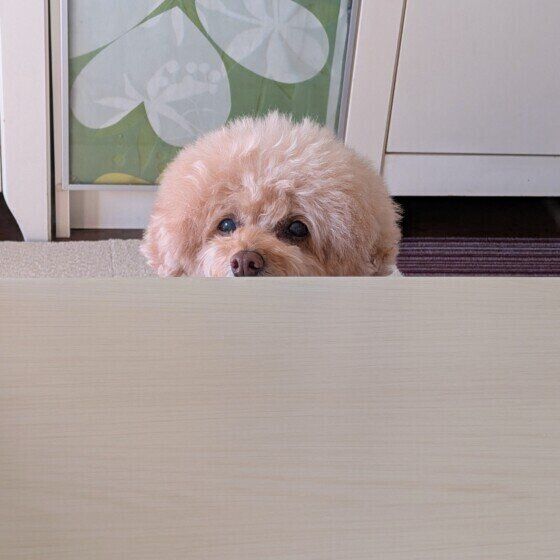 顔を出すトイ・プードル