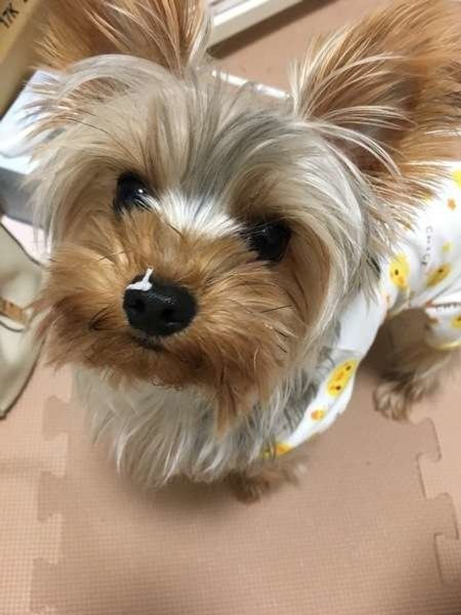 犬のかわいいしぐさ 鼻でツンツン をする3つの理由 いぬのきもちweb Magazine 犬のかわいいしぐさ 鼻でツンツン をする3つの理由 いぬのきもちweb Magazine