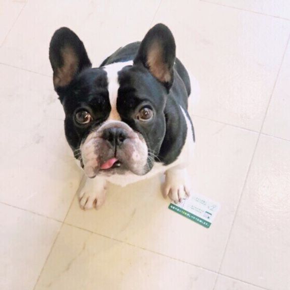 見つめるフレンチ・ブルドッグ