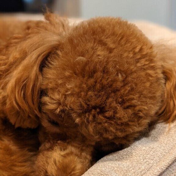 眠る犬(トイ・プードル、オス)