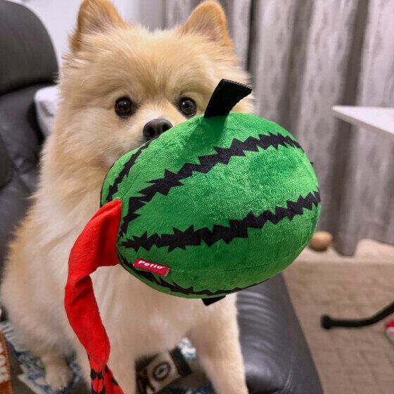大きなスイカのおもちゃをくわえるポメラニアン いぬのきもち