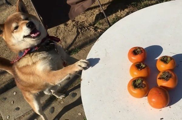 柿を盗む柴犬