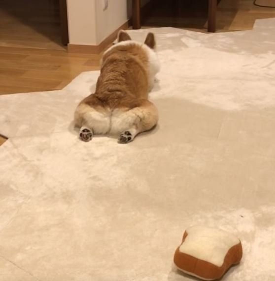 パパさんの帰りを待つ食パン ではなくコーギー W いぬのきもちweb Magazine パパさんの帰りを待つ食パン ではなくコーギー W いぬのきもちweb Magazine