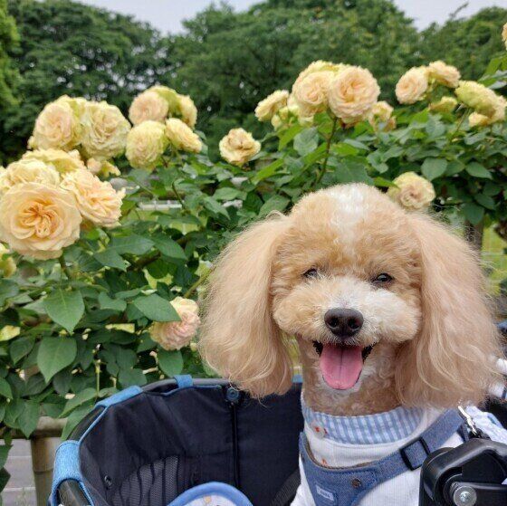 認知症の予兆かも？ 犬の意外な行動変化 いぬのきもち