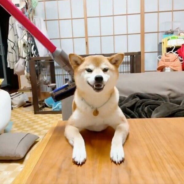 掃除機で吸われるのが好きな豆くん