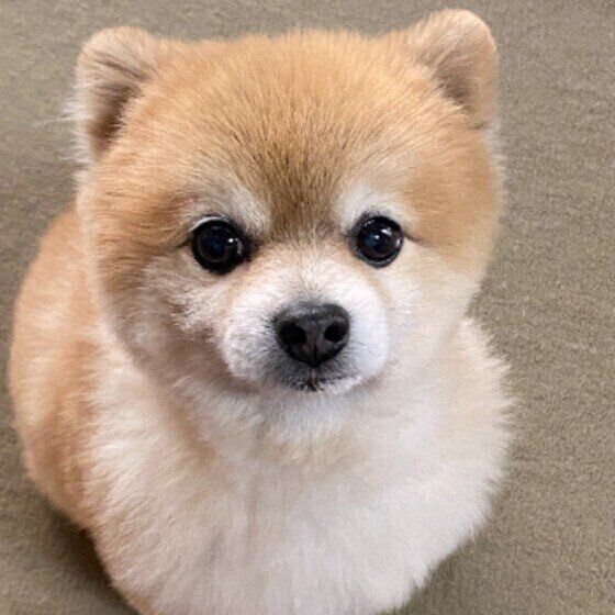 シニア犬がかかりやすいホルモンに関わる3つの病気 いぬのきもち