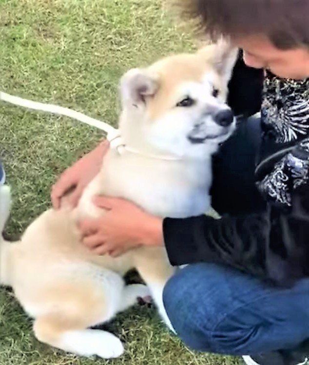 秋田犬とお兄さん