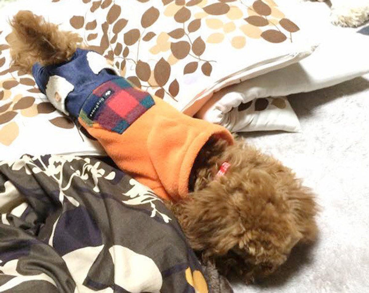 ほふく前進しているときのワンコの心理とは 知ってから見ると更に楽しい 犬の不思議行動 いぬのきもちweb Magazine ほふく前進しているときのワンコの心理とは 知ってから見ると更に楽しい 犬の不思議行動 いぬのきもちweb Magazine